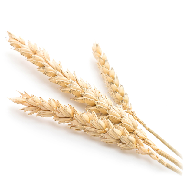 Пшеничный протеин
